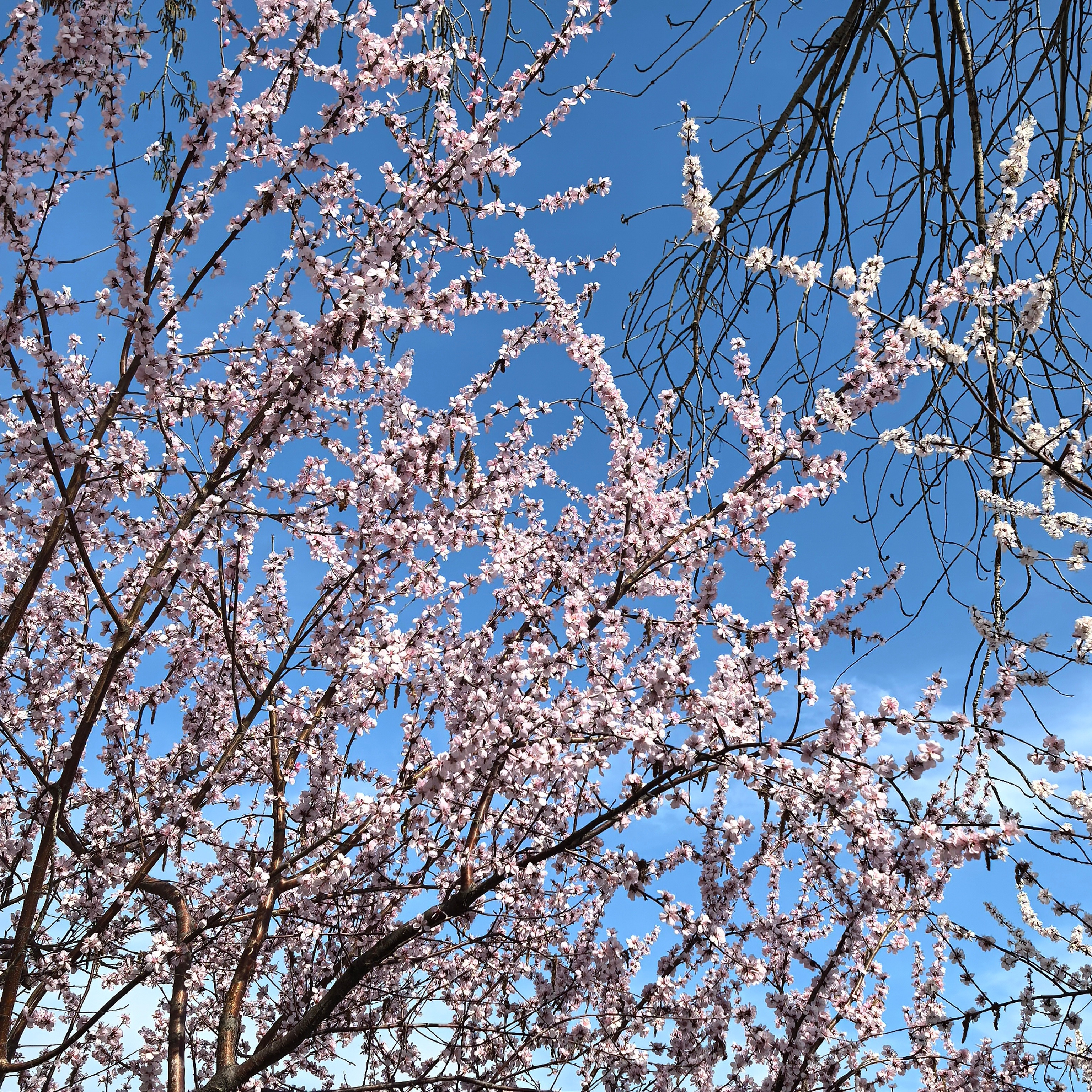 天气正好花开正好摄于玉渊潭公园摄影​​​