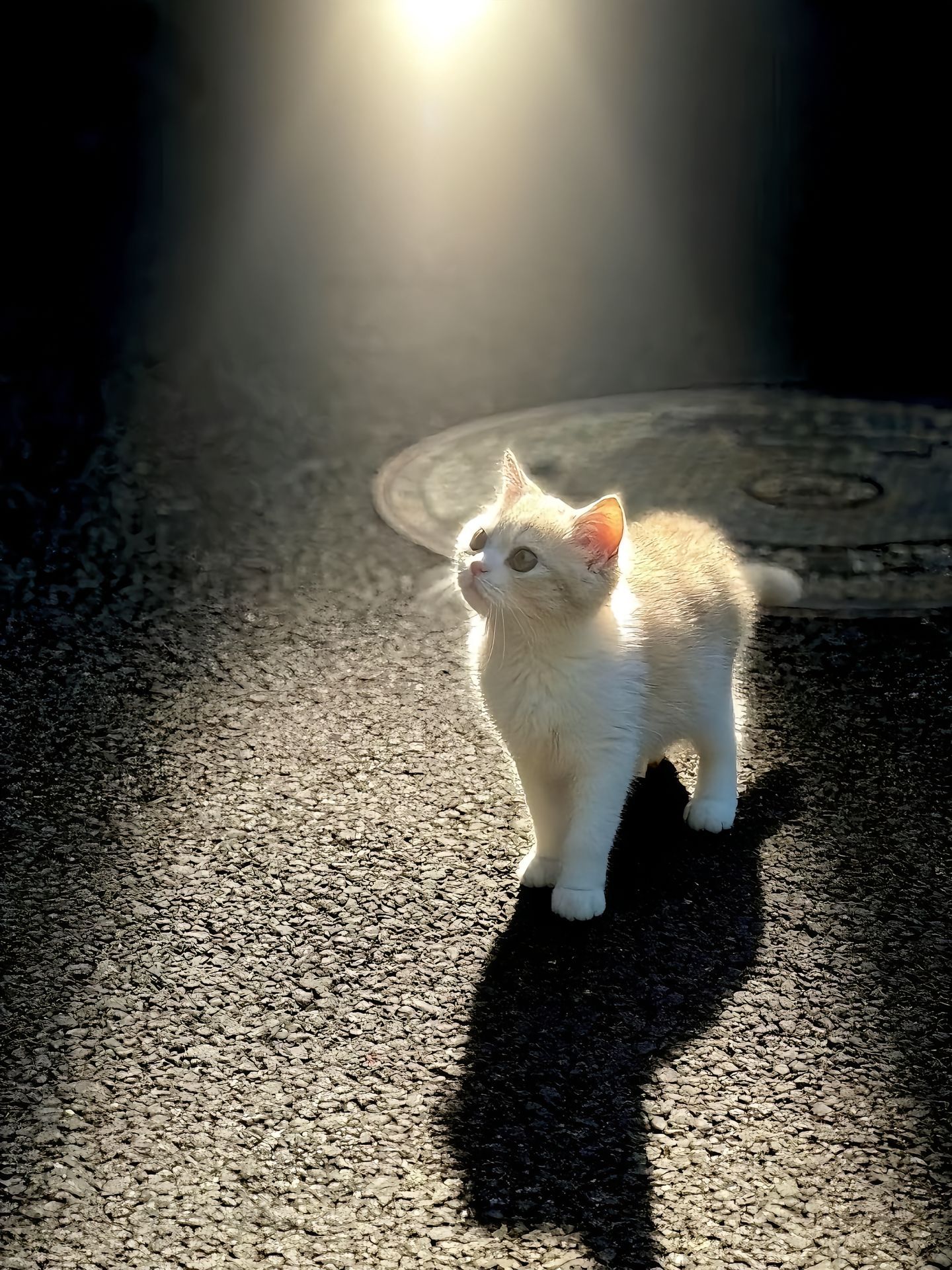 从光里走来的天使​​​