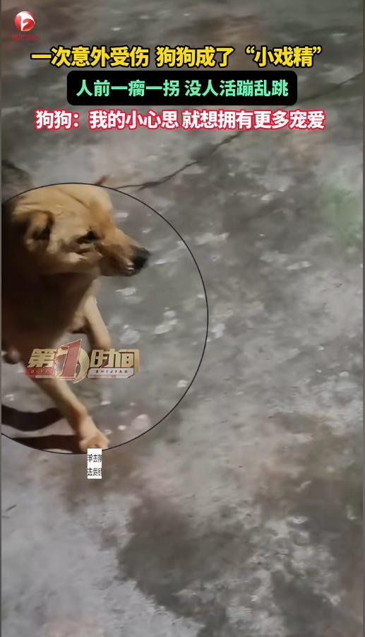 “小狗狗能有什么坏心思呢？”四川南充，一只狗狗在玩耍时划伤了腿，在家里休养时，得