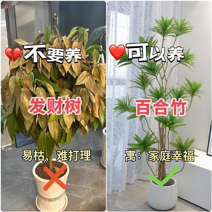 客厅绿植九养九不养！