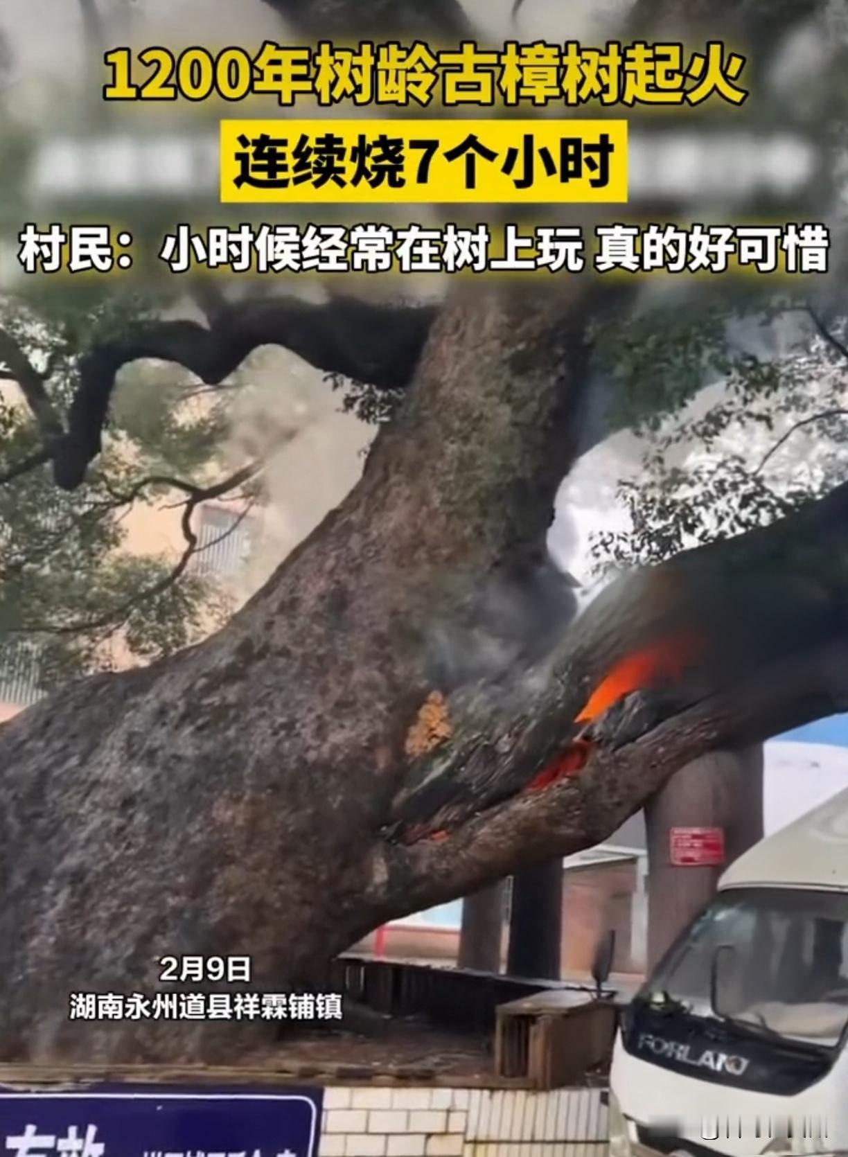 痛心！1200年古樟树连烧7小时，村民含泪哭诉：童年就这么烧没了……真的揪心