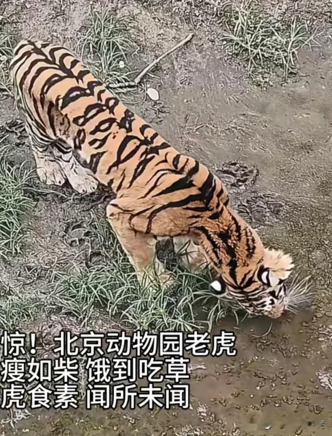 网友领着孩子到北京动物园里游玩时，看到的老虎像老牛一样吃草来充饥，孩子问妈妈，