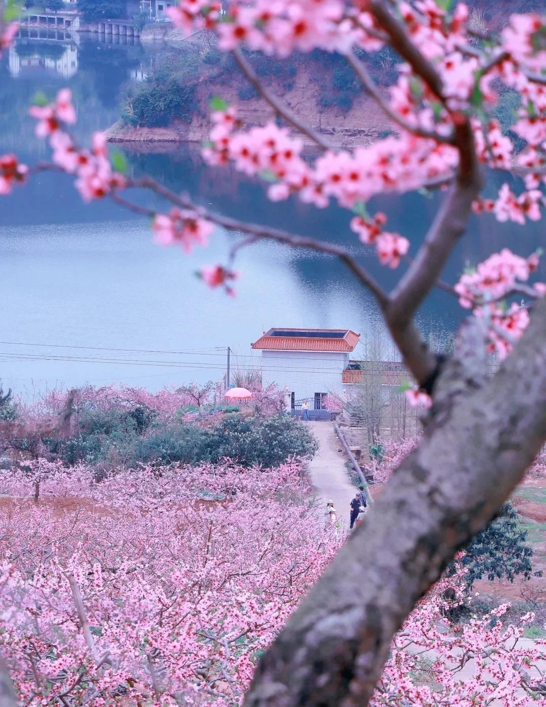 龙泉山桃花已到盛花期🔥再不去真的晚了成都人的春天，是被龙泉山粉色花海承包的！