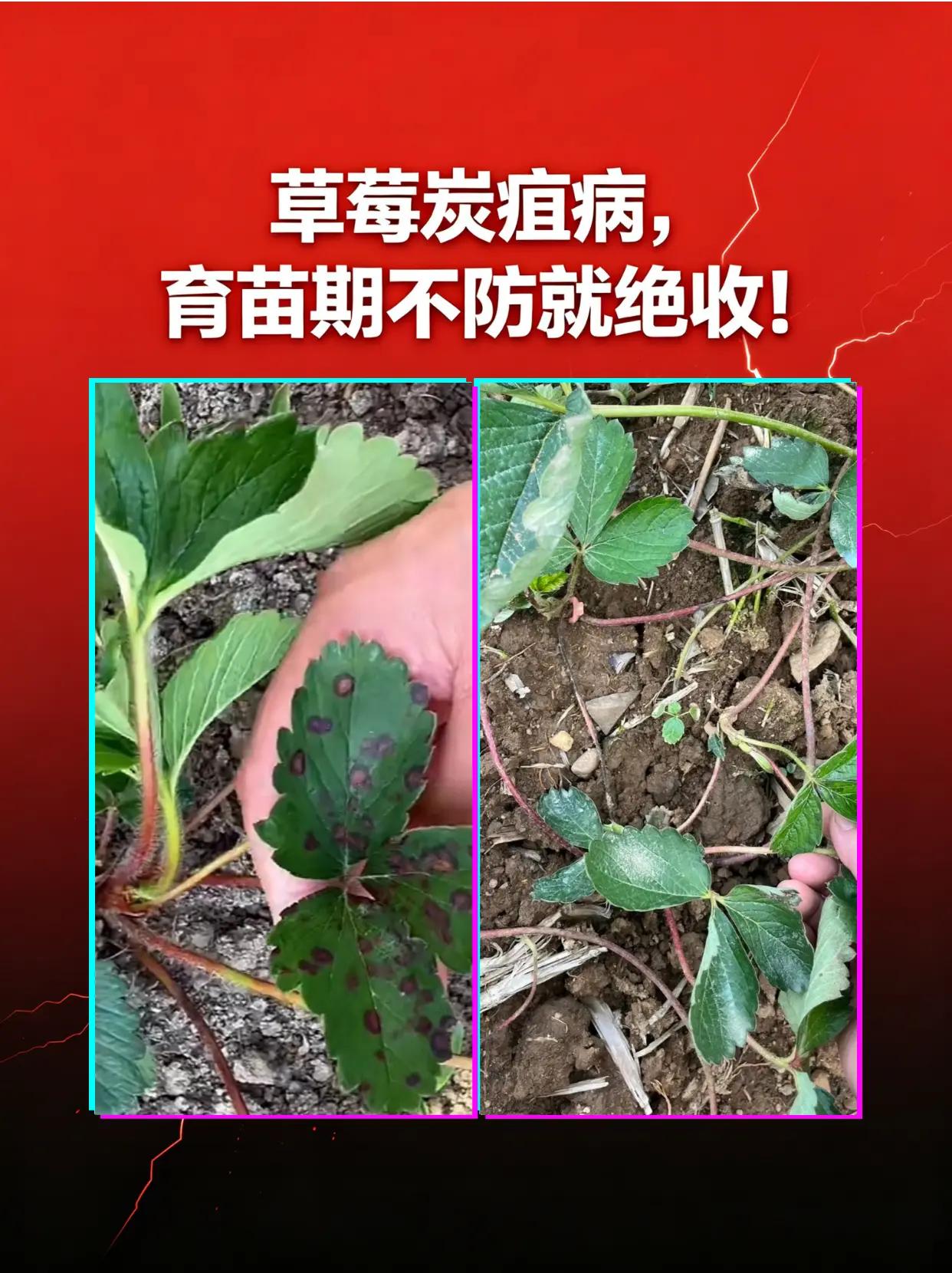 草莓炭疽病“根茎绞索”，育苗期不防就绝收。草莓种植