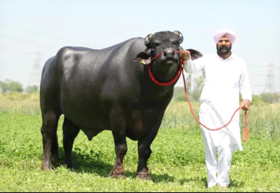 印度为什么会成为全球诈骗中心？印度，号称美苏之间一对一，美苏以下全无敌的国家