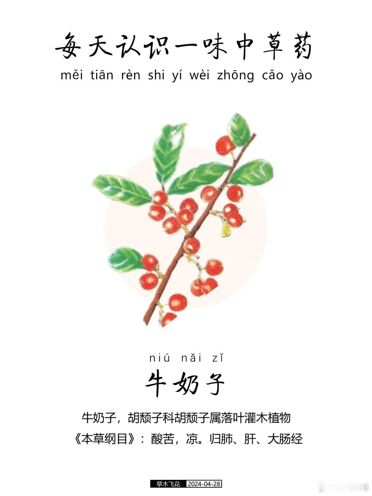 牛奶子原来是种植物又被福建的草根汤惊艳到！牛奶子藏在深山当中，也是当地很经典的