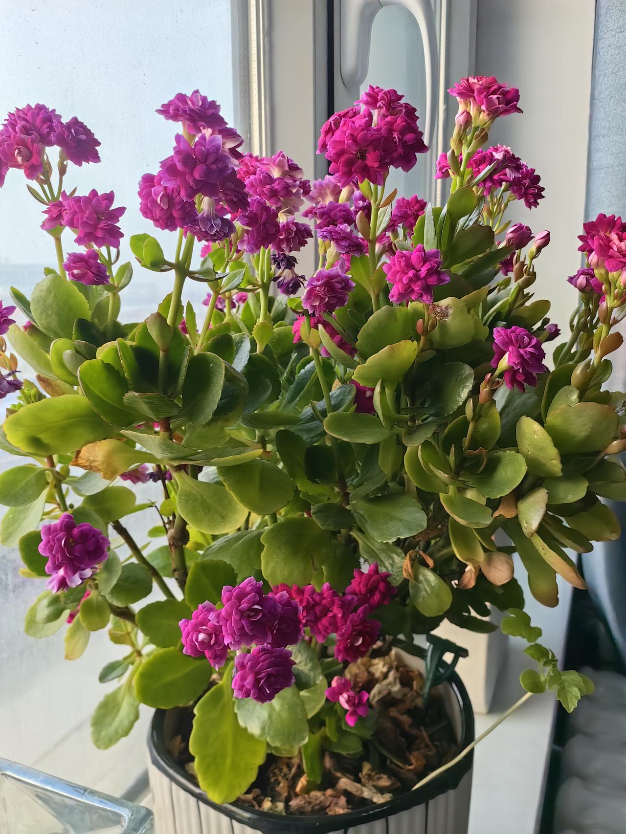 这是一盆很懂浪漫的长寿花🌸多一簇则繁，少一簇则疏，红里透紫，紫里透红，