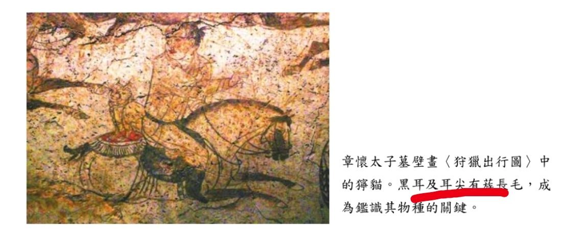 猞猁现身大兴安岭非常喜欢这种野兽，食肉的猛兽。它比家猫更大、更猛，肩高可以到70