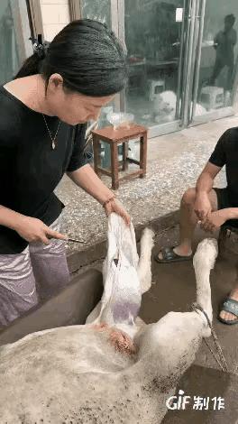 屠户刚宰杀了一只羊正坐在板凳上休息。他的妻子看到羊的胯下一大团肉球，突发奇想，拿