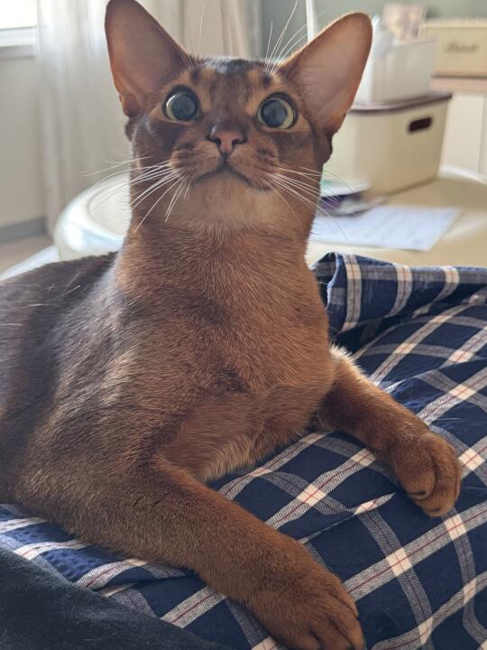 这种老抽色的小猫最会贴贴了