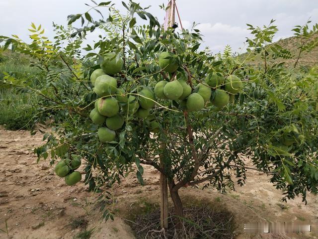 昨天路过北马陵山坡道旁，偶遇一棵奇特的果树。树木不算高大，枝头密密麻麻挂满果子，