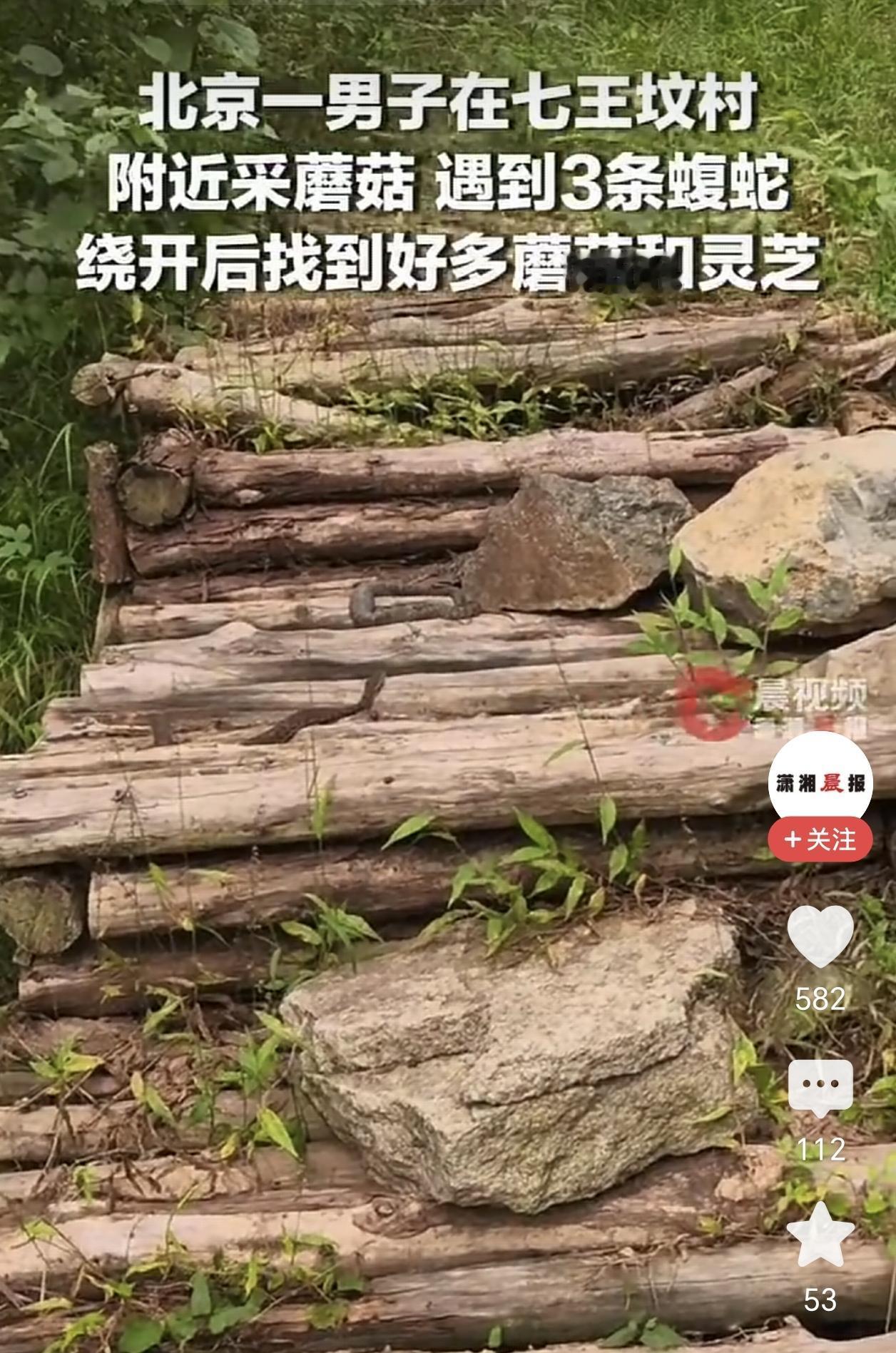 碰到3条剧毒蝮蛇绕开继续采蘑菇——我当时真觉得这人是个狠人，直到我想起自己那件事