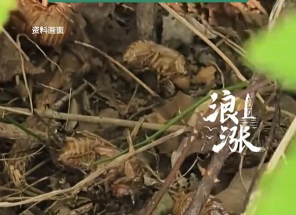 一名网友分享经历，连续两个夏天扎根山林，收集知了壳，最终全部卖给药材商，一共赚到