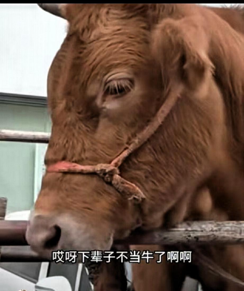 泪目！一名女子路过县城屠宰点，对着待宰的老牛轻声说“下辈子别当牛了”，没想到老牛