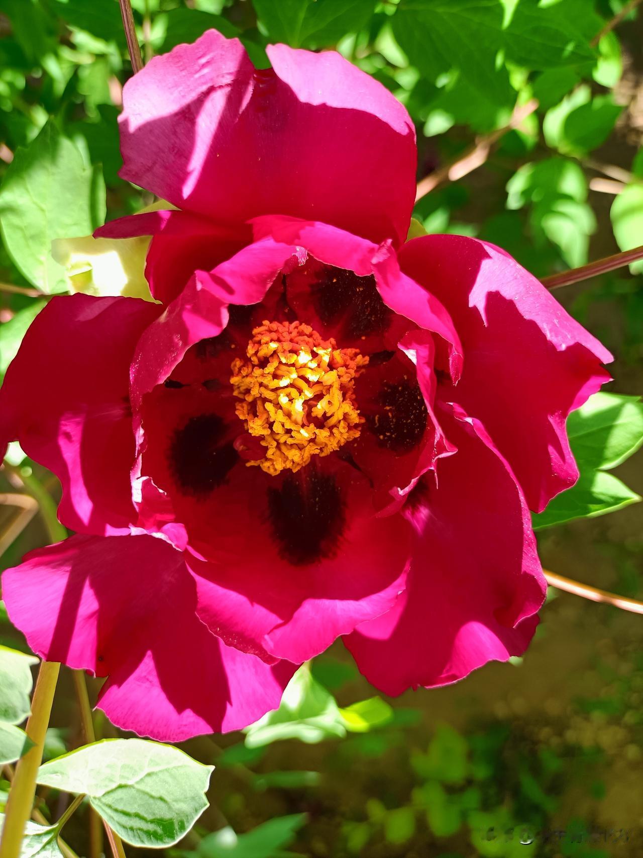 四季更迭，初夏风柔。愿我们以简单之心生活，以从容之态前行，内心澄澈明朗，心底常藏
