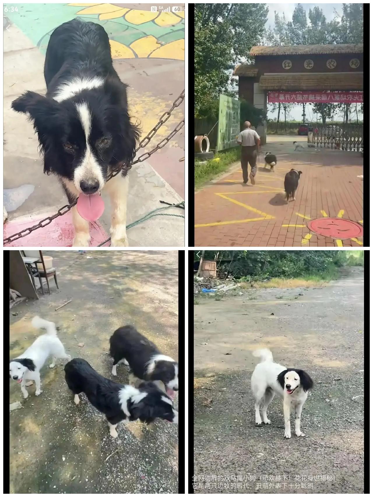 全网最丑小狗，花花爆红！靠着独一无二的丑萌长相爆火出圈的边牧花花，它的近况看完实
