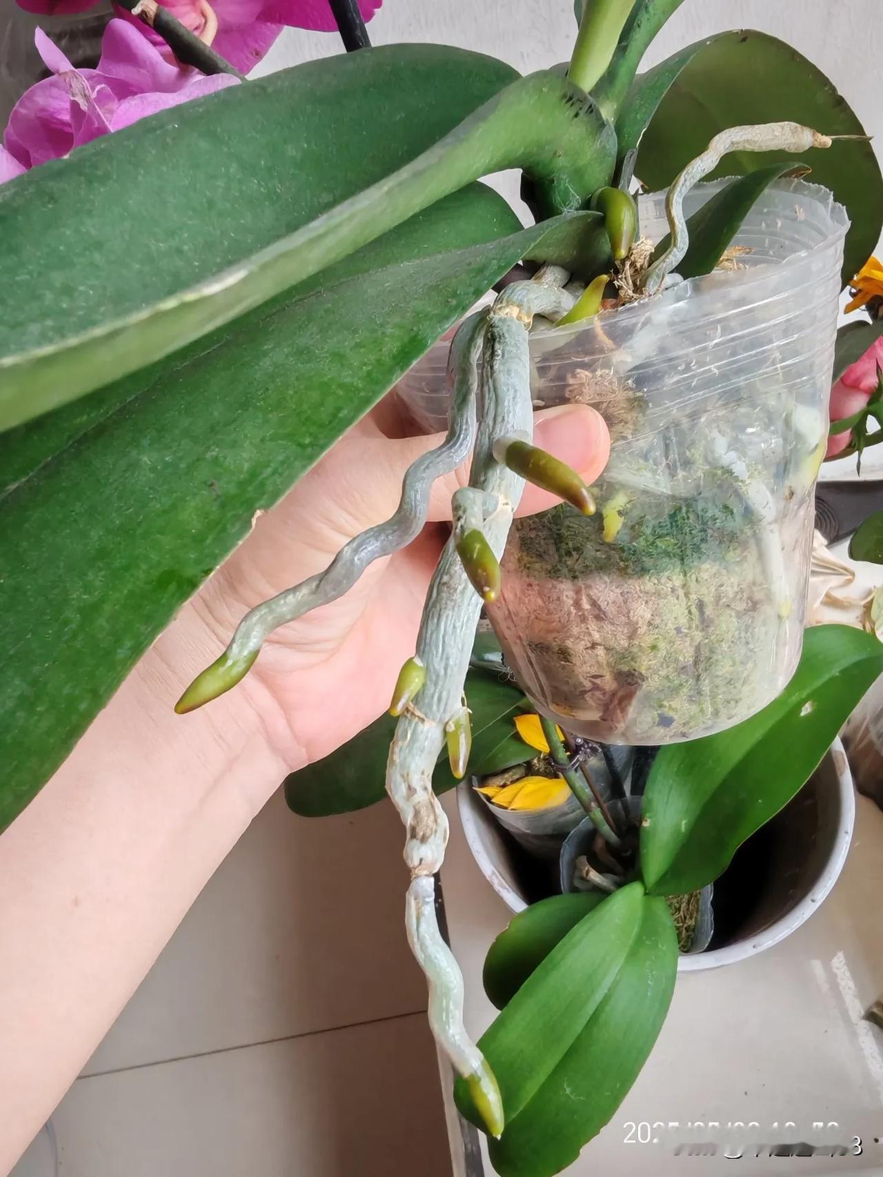 这一棵蝴蝶兰已经开完花了，花剑也剪了叶子已经长了一片大的出来盆里的植土也比
