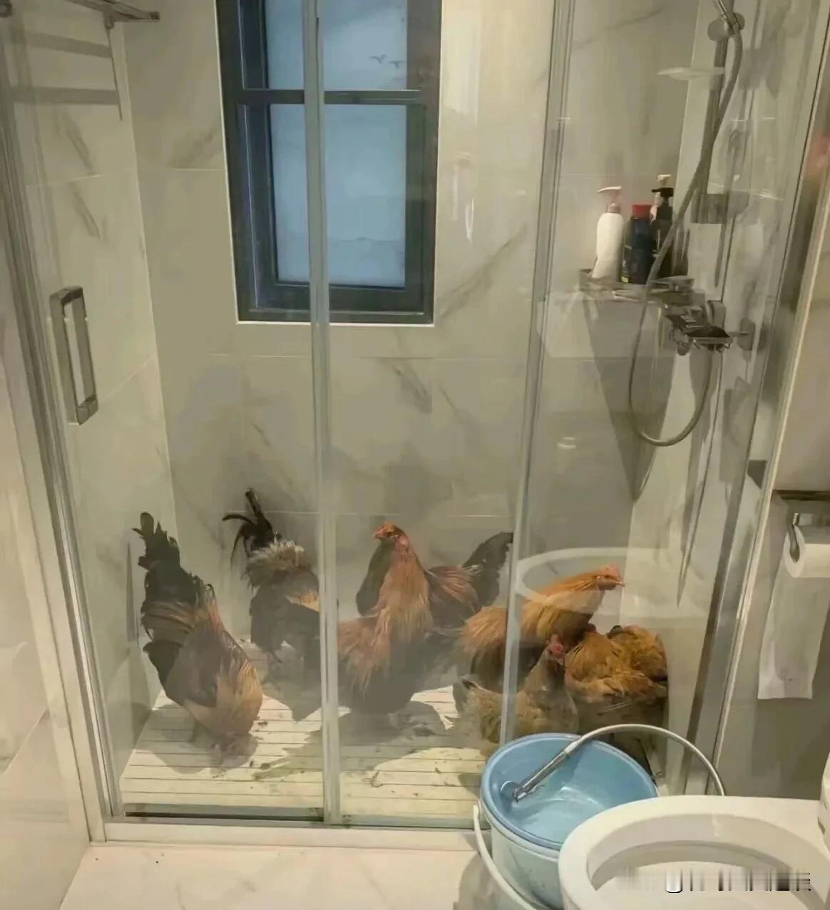 看到朋友家卫生间笑的肚子疼。朋友的老婆生孩子，他的亲戚朋友都给他送来一只老母鸡，