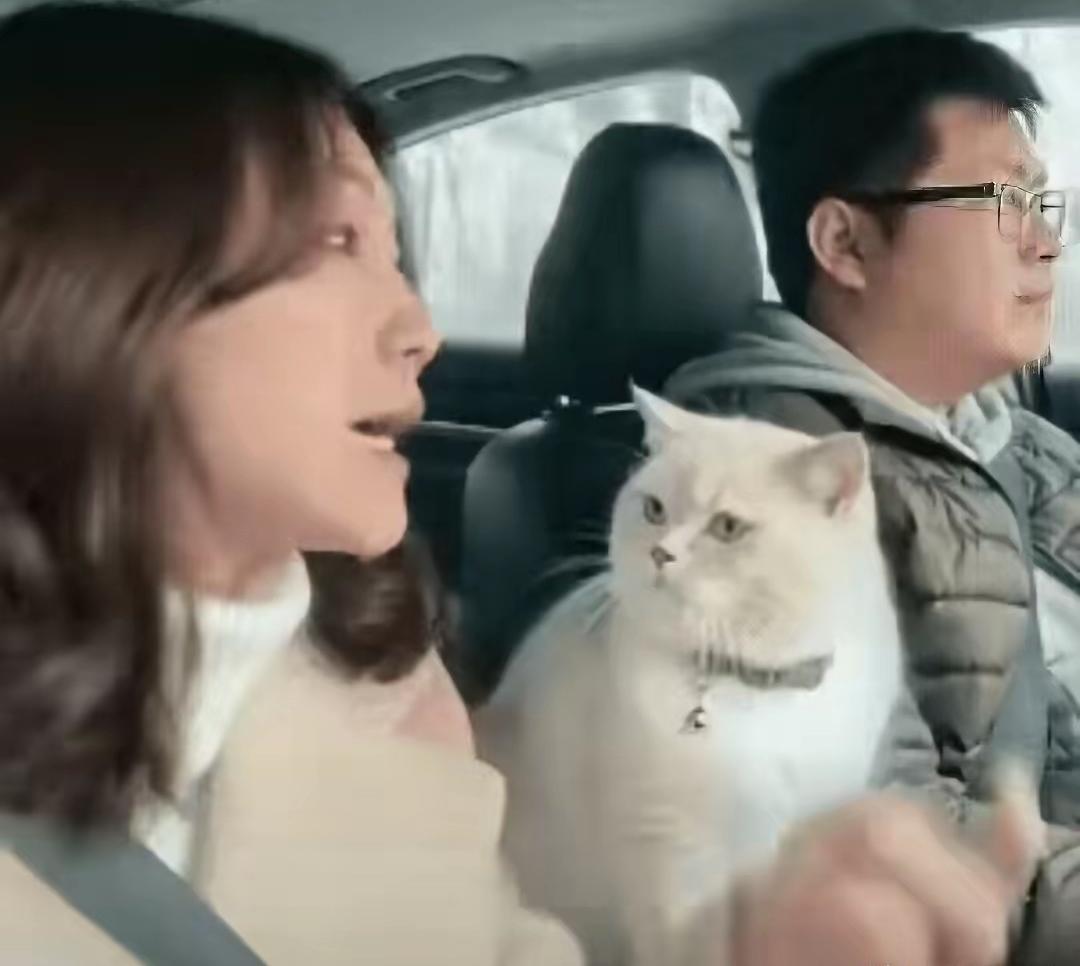 错过匝道二十公里,猫爪捂嘴救场？江浙返周口小夫妻尬笑和解江浙回周口，路不近，