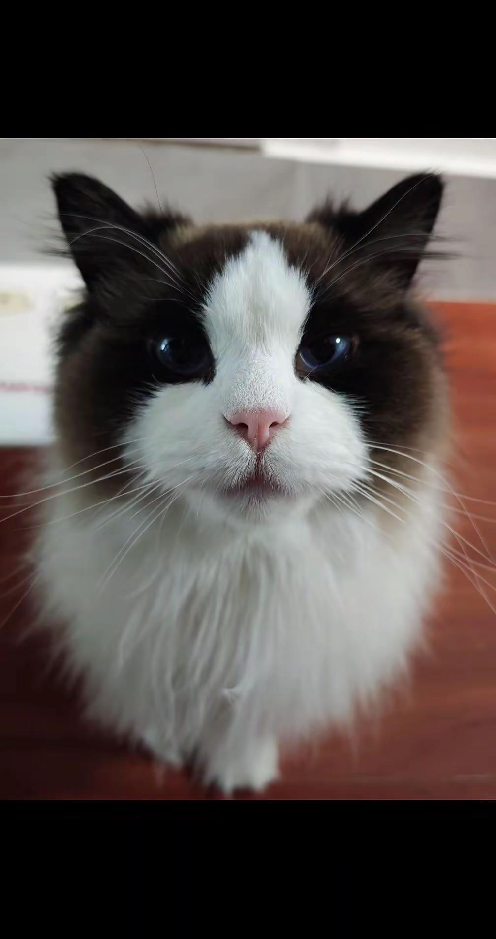 咪没有装聋。猫猫治愈猫咪小猫