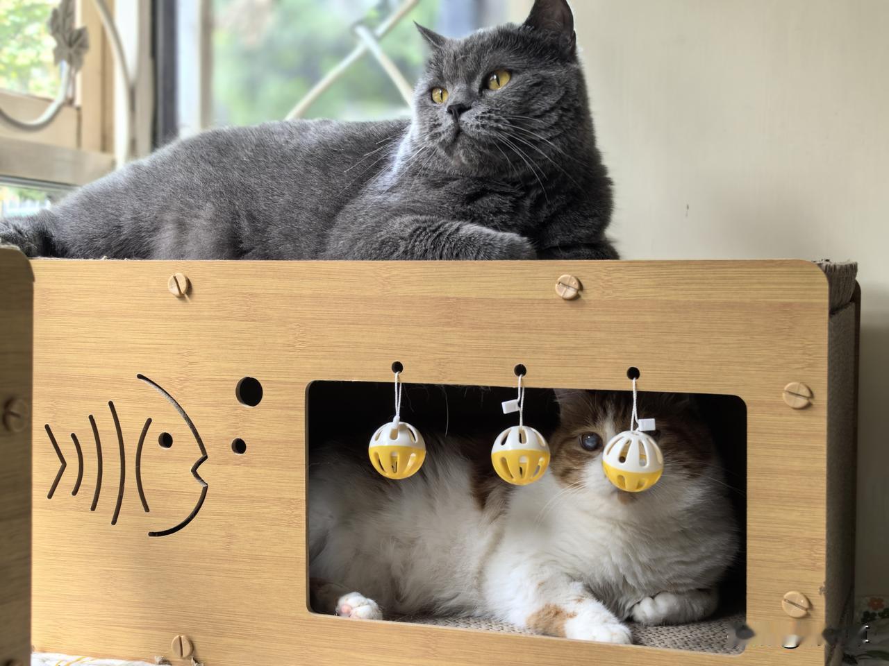 几年前我爸体检查出肺占位，复查确定肺癌中期。紧接着做了切除手术，并一直吃靶向药。