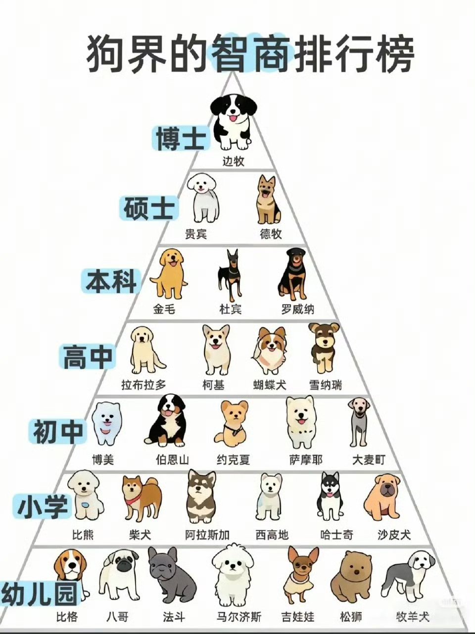 边牧是狗中的卧龙凤雏