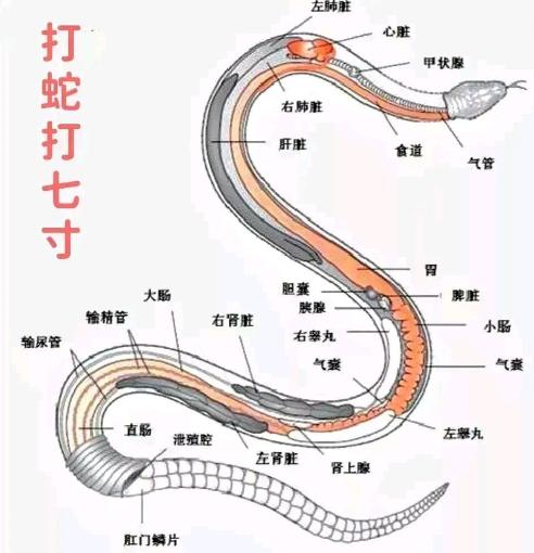 打蛇不打头！很多人不知道，野外遇到蛇时千万别打它的头，这样反而可能让自己陷入危险