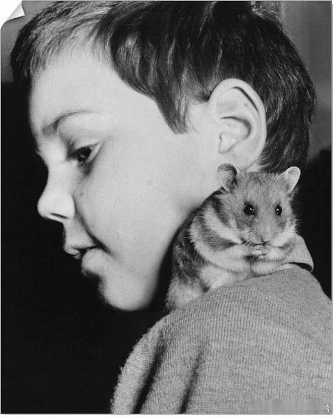 1960年代，可爱的仓鼠