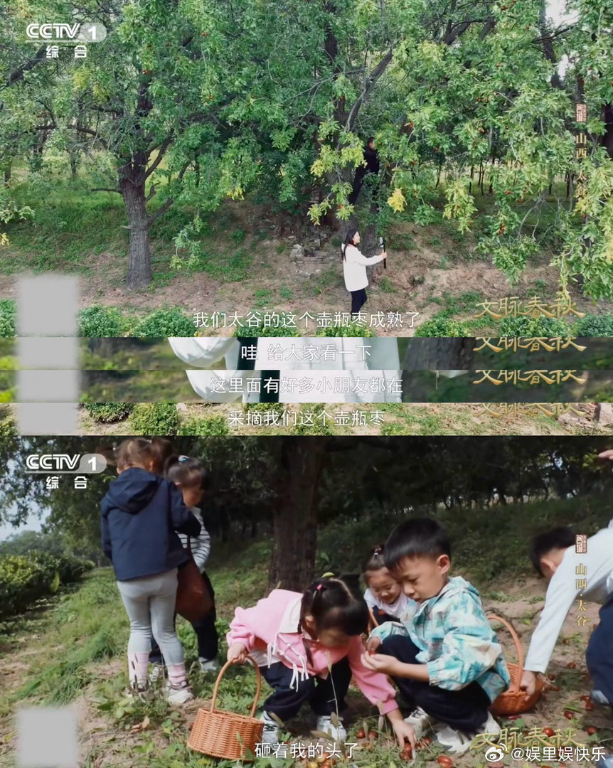 这颗枣在山西甜了千年千年古树至今仍在挂果黄土养育，时光浸润，千年古树结出的壶瓶