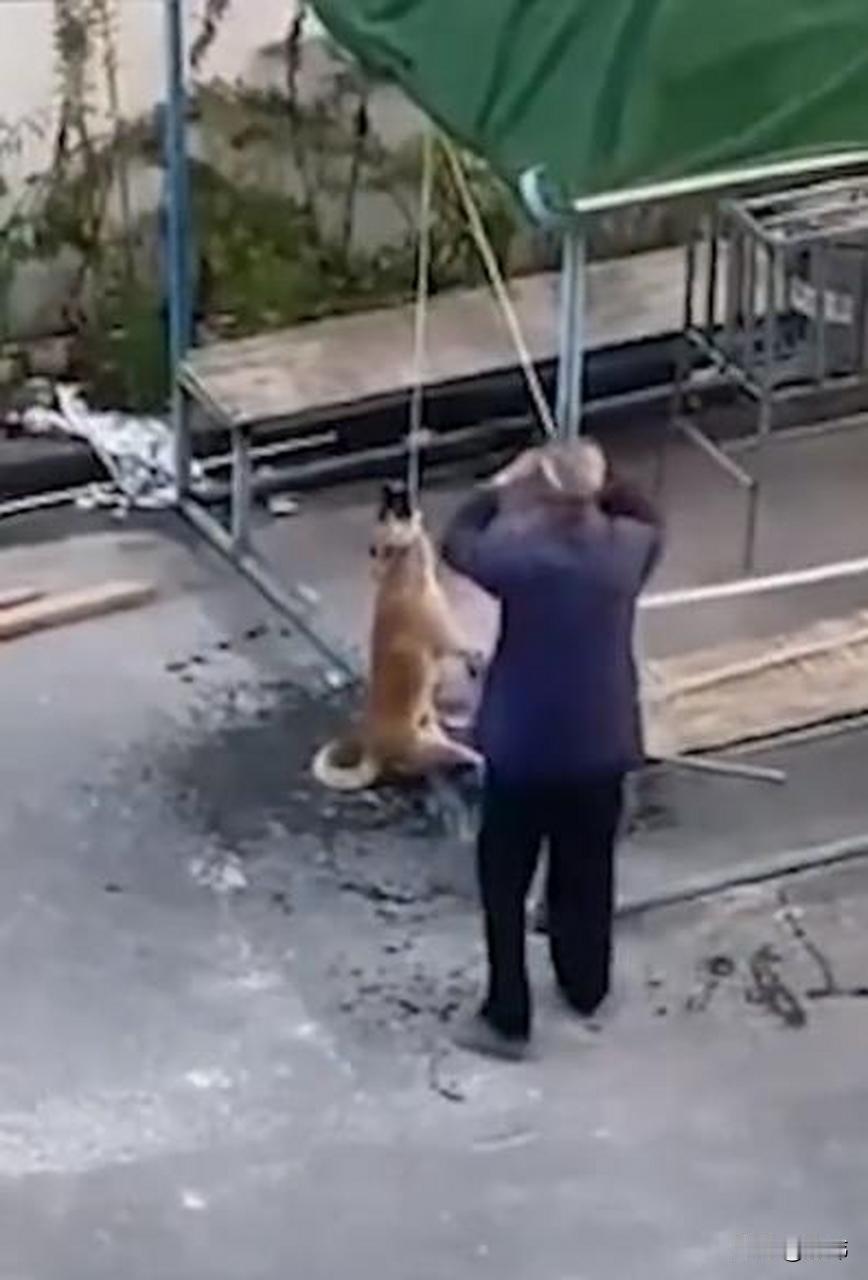 这天一只流浪狗跑进了一位老人的院子，结果老人用猪肉诱骗狗狗，然后用绳子勒住狗狗脖