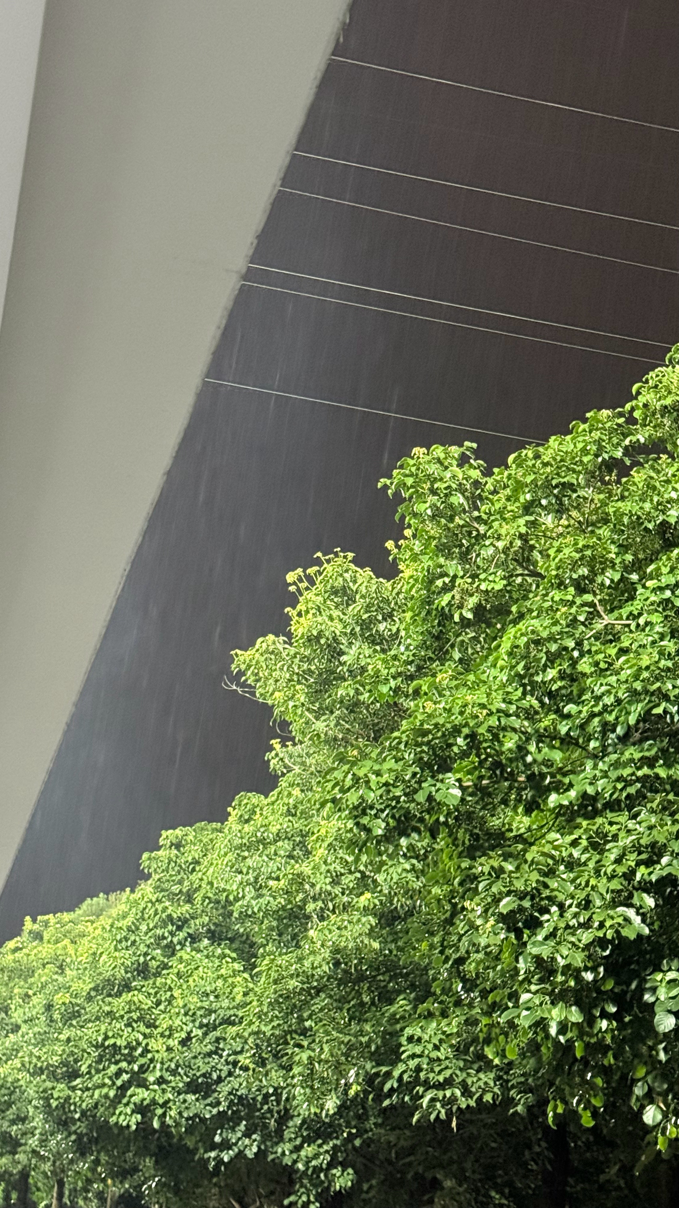 学校的免费牛马来了