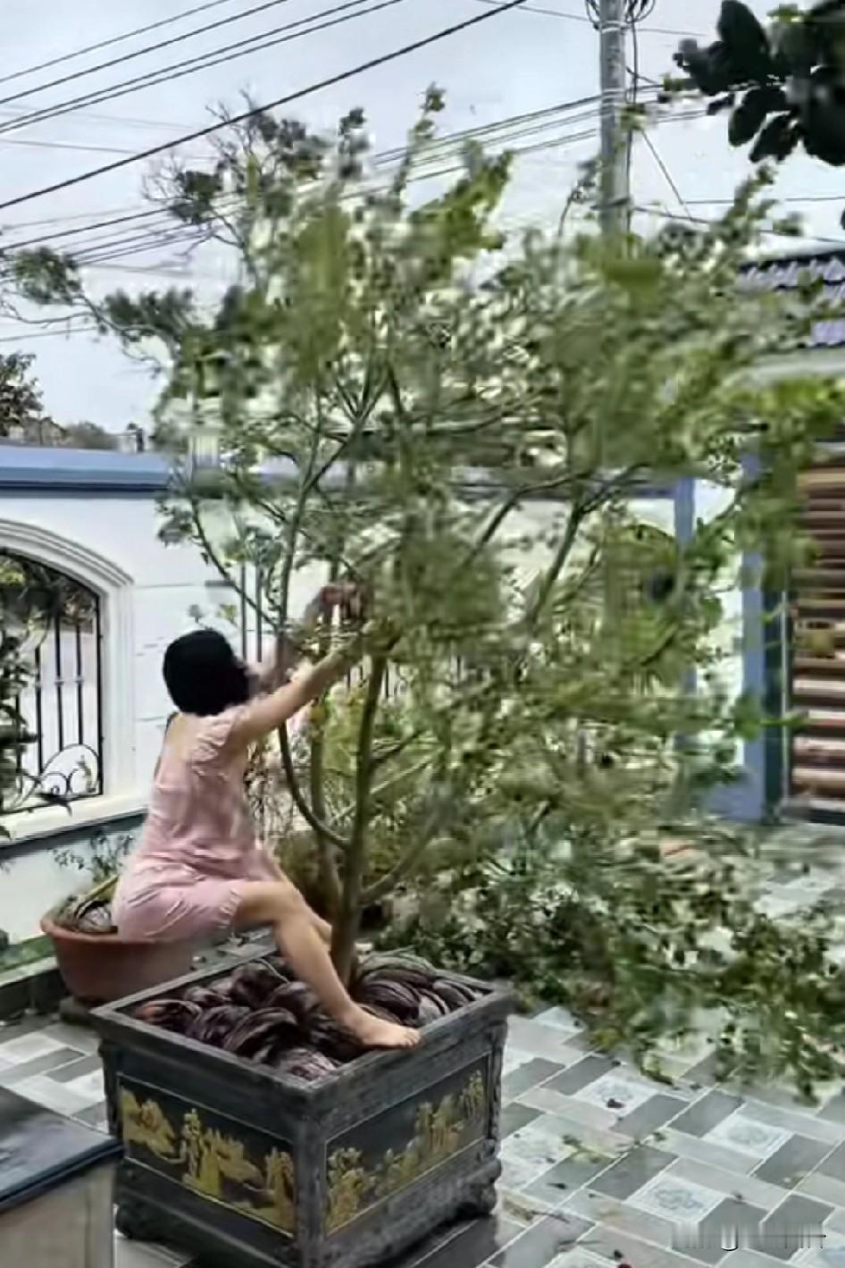 这才是真正的养花之人，用生命在护着它，最正确的做法是移动，贴墙摆放任何植物都是