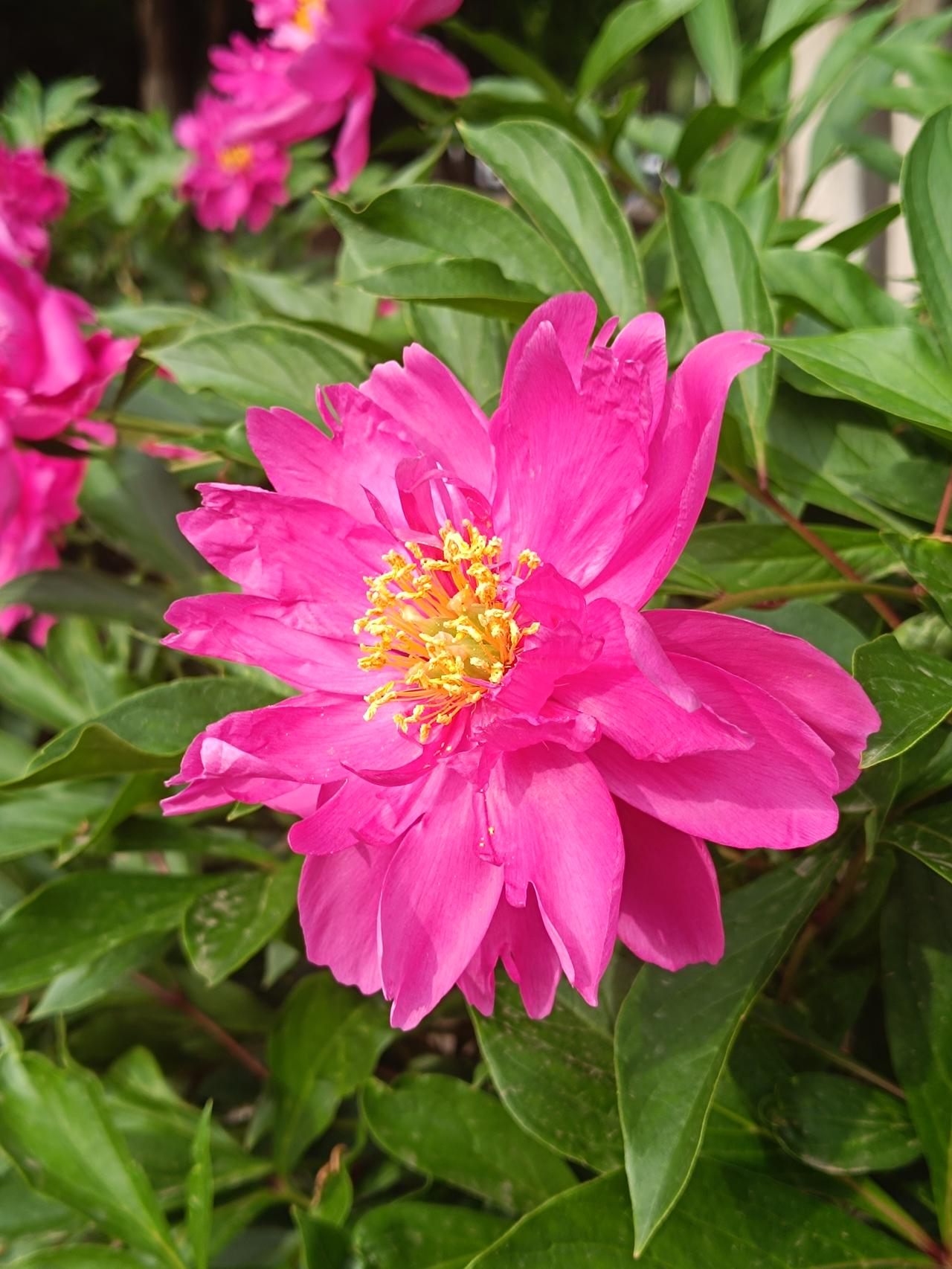 玫红色重瓣芍药，属于传统千层台阁型品种，也是北方公园绿化里最常见的芍药类型。和