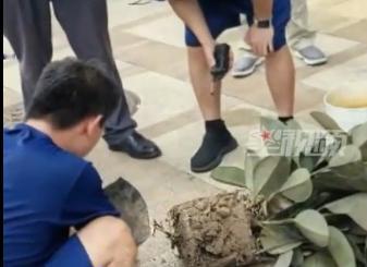 女子网购的橡皮树居然是蛇窝，18天钻出4条小蛇只好求助消防！这件事确实挺吓人