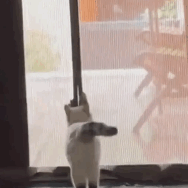 两只猫的出门方式[笑着哭][笑着哭]​​​