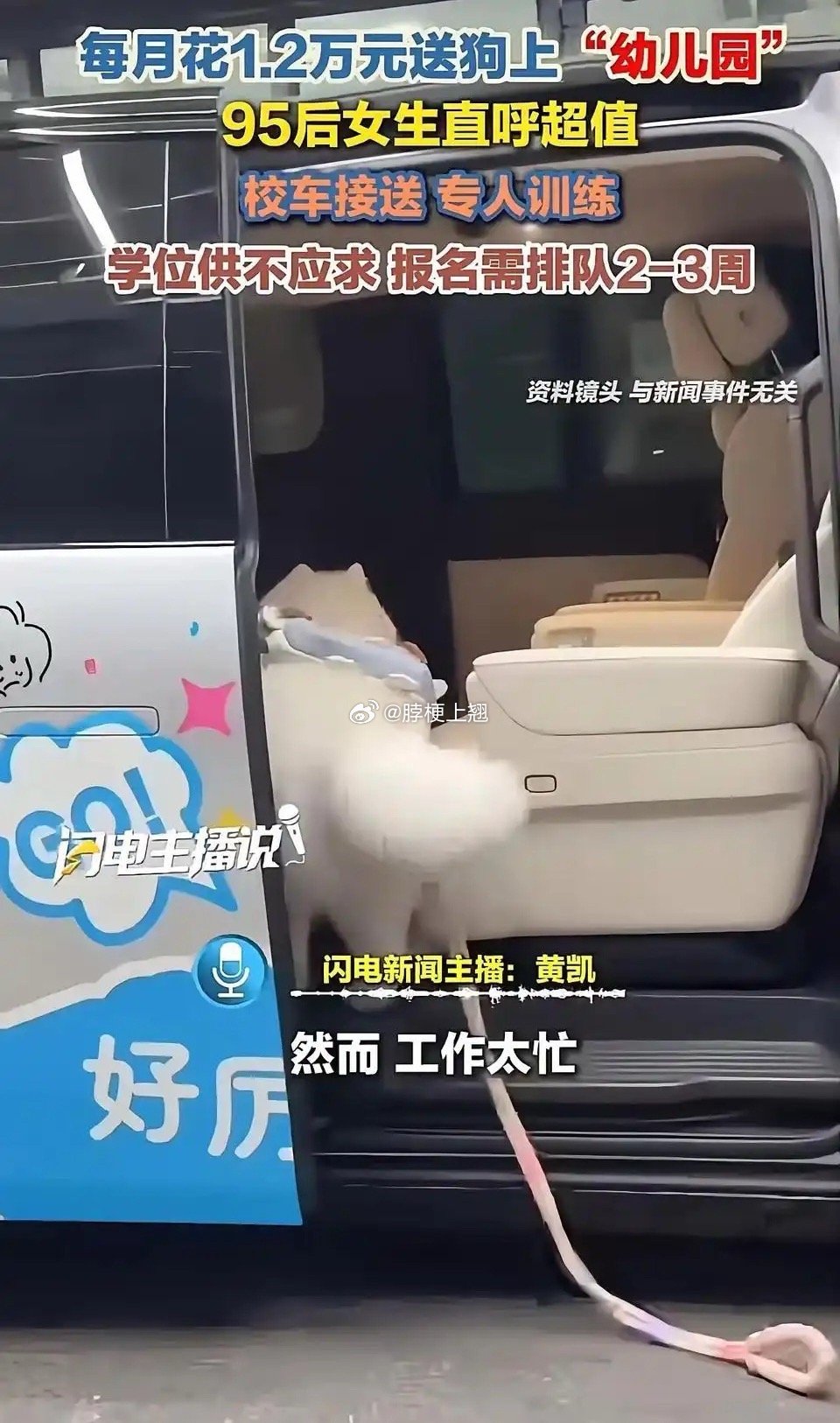 一个月两万的宠物幼儿园，网友直呼：这钱花得真值！