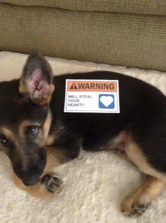 「警告！此狗会偷走你的心」​​​