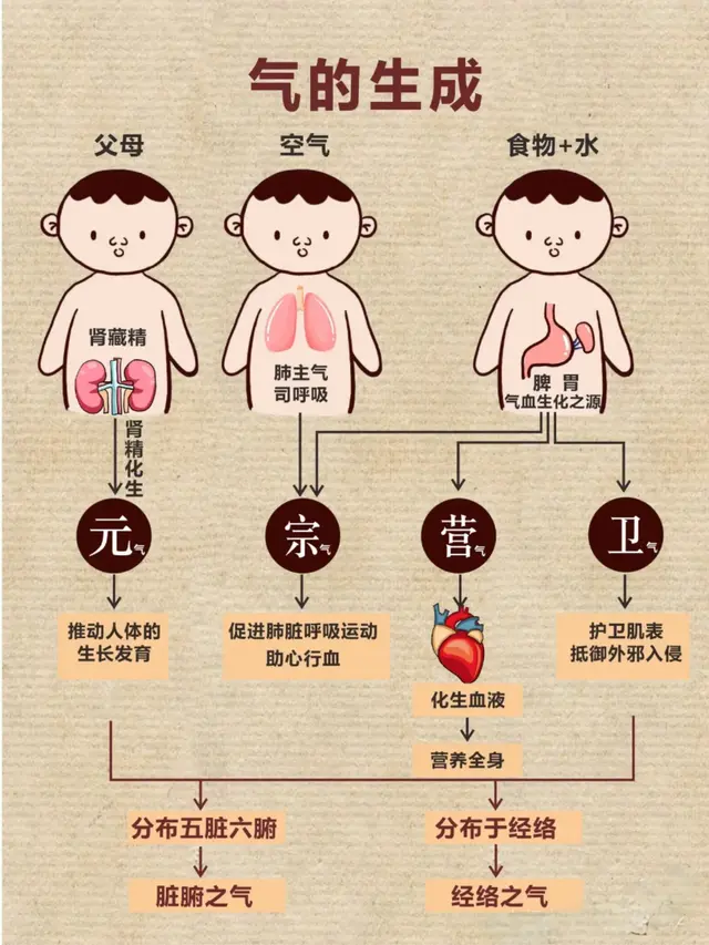 深扒人体的中的气