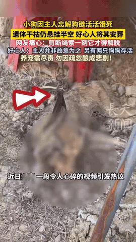 12月12日报道湖南，一养狗人回老家一个多月，忘记给家里的一只狗狗解开狗链，导致