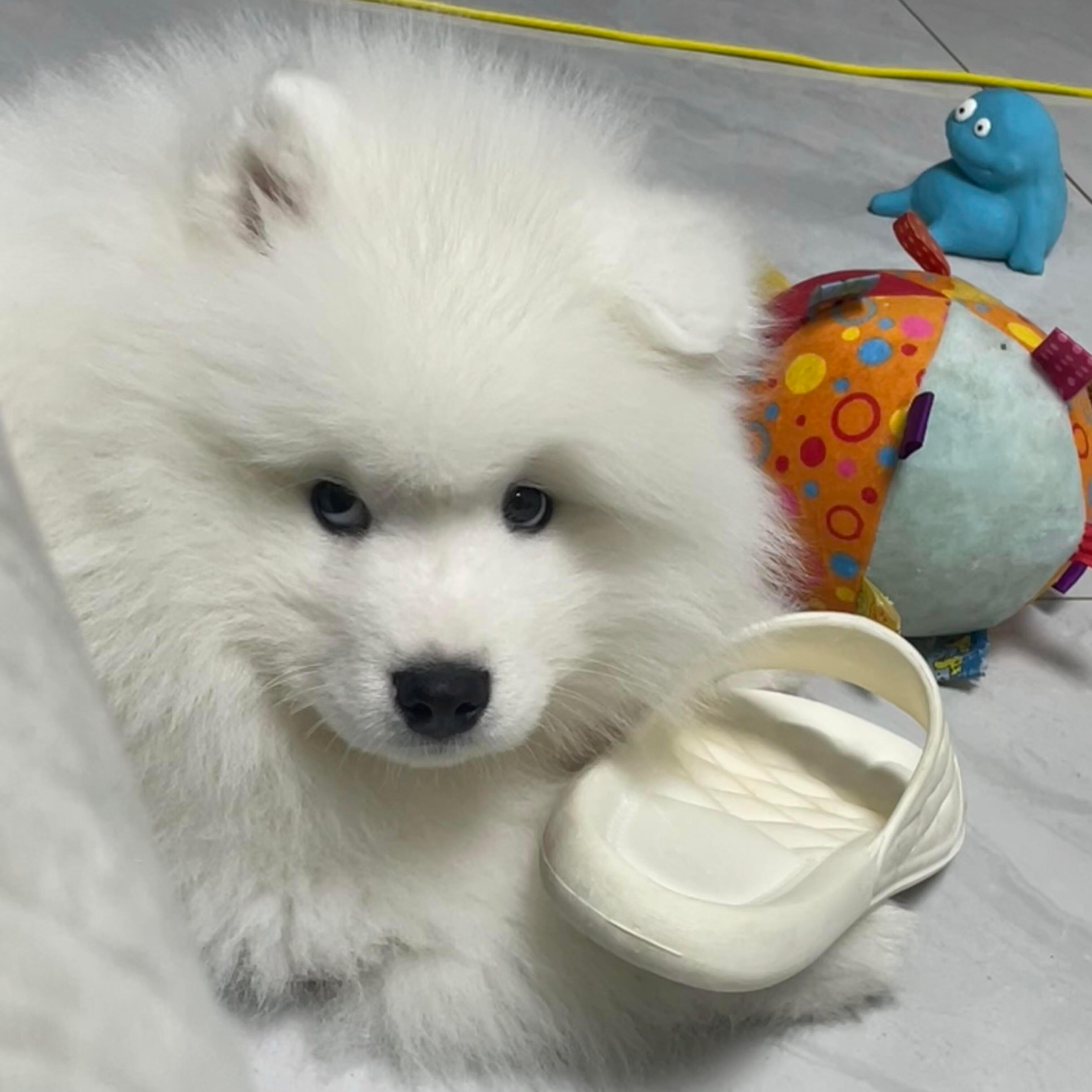 狗狗平时VS狗狗犯错后​​​