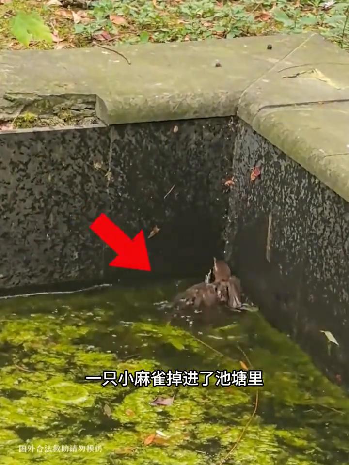 这只小麻雀为什么会把女子的头发给当成了家？女子又为何会如此惯着它？看完后你就明白