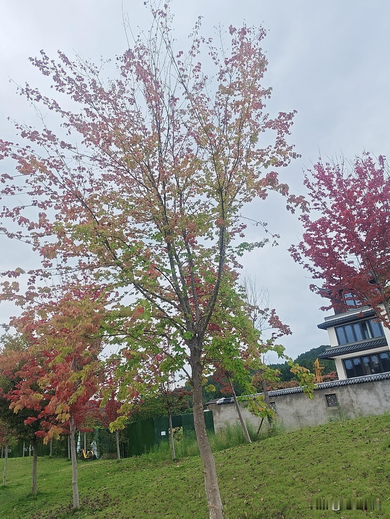 泰国太值得去了！2025年是旅游体育年，活动特别多，宋干节、水灯节很有氛围，还有