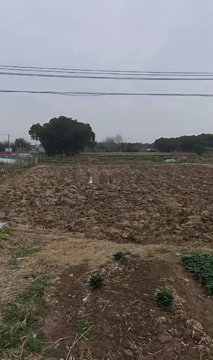 上海迪士尼旁边就长这样，去过的嘴真严啊