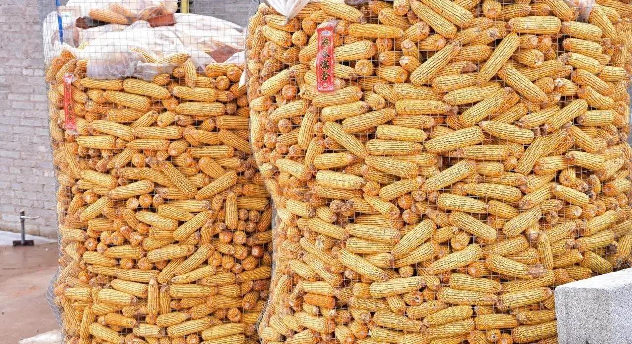 全国玉米价格最近集体抬头，东北和山东等地工厂抢着收粮，农民却捂着不卖，粮源真有点