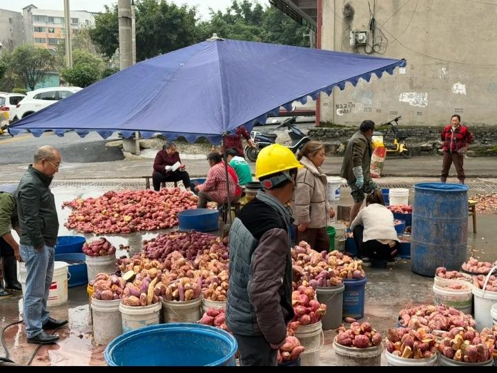 打红苕粉啰！打红苕粉啰！又是一年一度打红苕粉的季节来临，把红苕从土里挖回来，用手