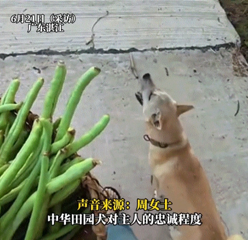 广东，一女子奇怪自己狗子一到白天就犯困，躺在哪里就开始打盹睡觉，有时怎么叫也叫不