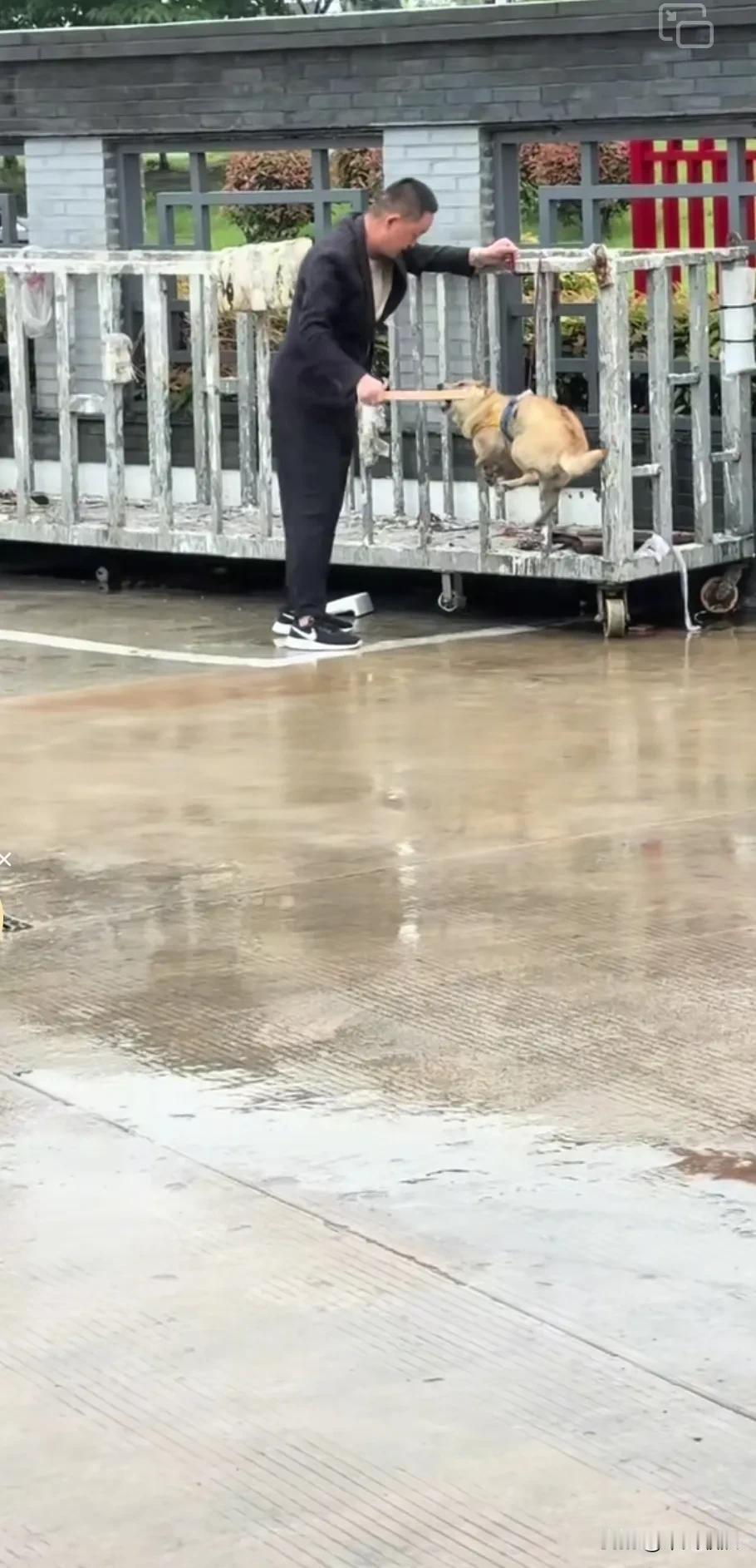早上起来去遛狗，狗不听话。回来之后，就把狗吊起来，用竹子抽打，它被打得狂叫不止。