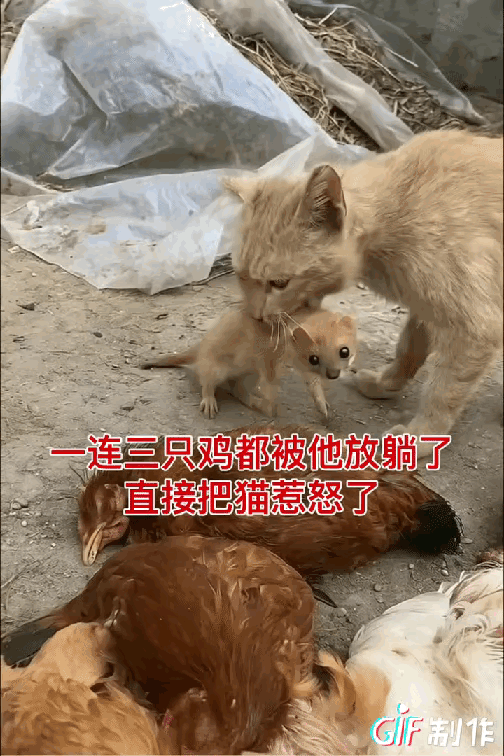 “凶手落网了”！清晨看到鸡笼旁散落的羽毛，心一下子沉了——几只鸡没了气息，黄鼠狼