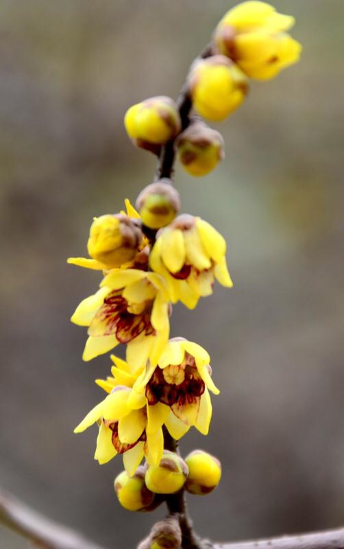 原创上联：夏荷娇不语，诚邀下联冬梅傲生香。