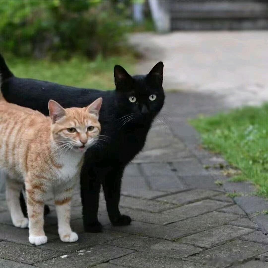 猫咪：看着像不像咱二舅